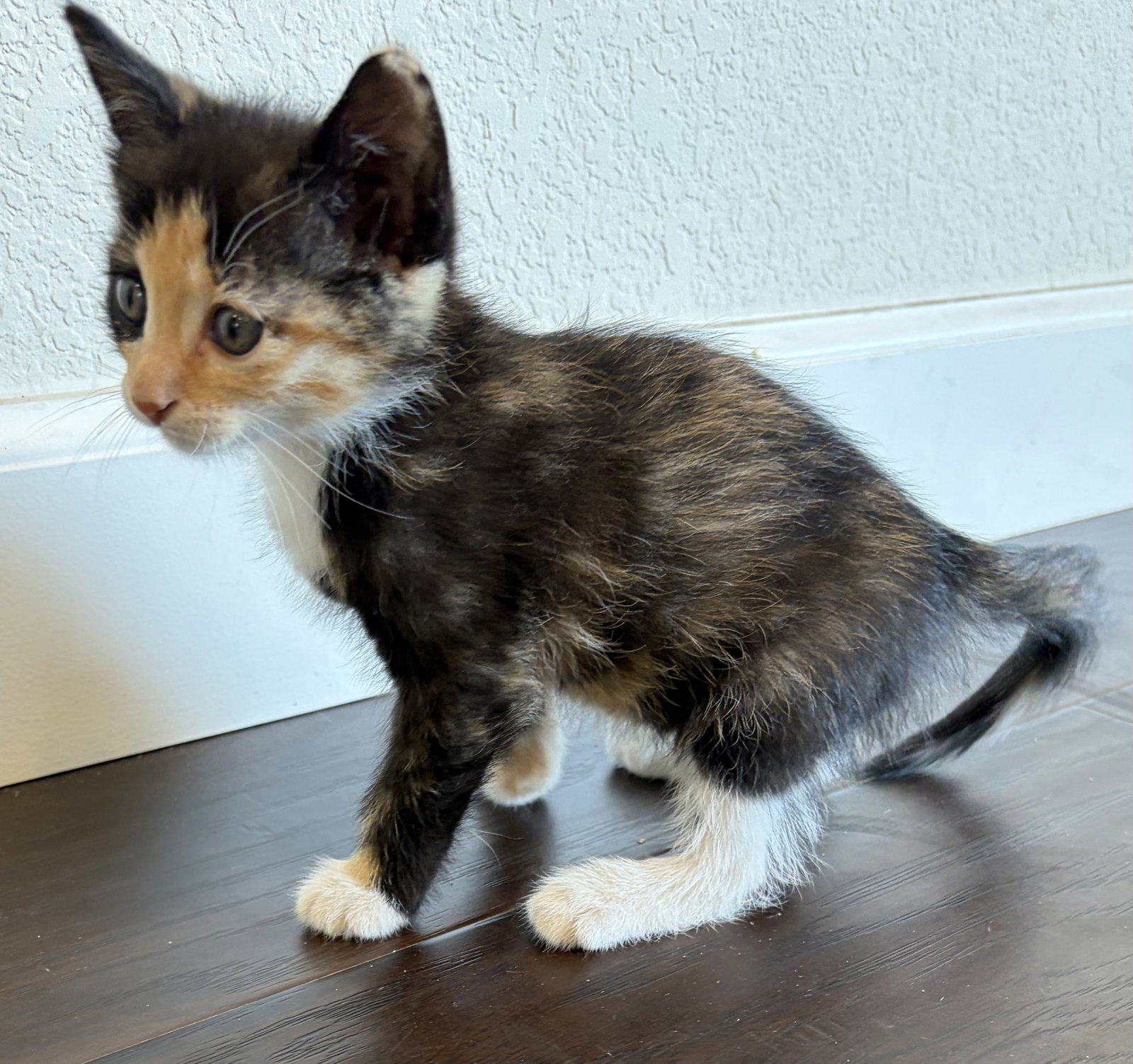 Smarty (bonded w/ Fiasco), photo 4