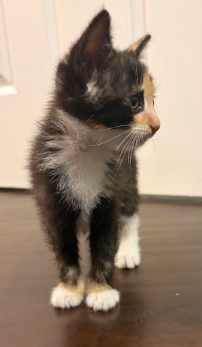 Smarty (bonded w/ Fiasco), photo 7