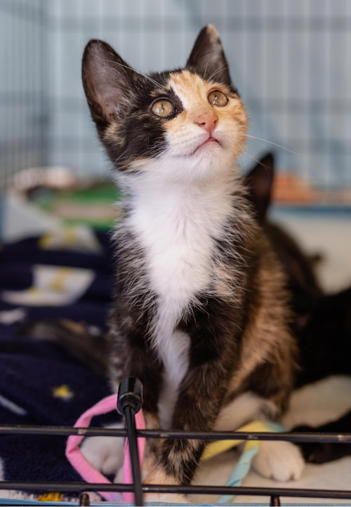 Smarty (bonded w/ Fiasco), a cat for adoption from The Dancing Cat