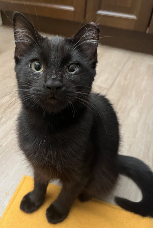 Mystic (bonded w/ Spark), a cat for adoption from The Dancing Cat