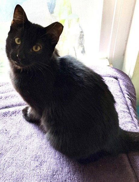 Photo 2 of Mystic (bonded w/ Spark)