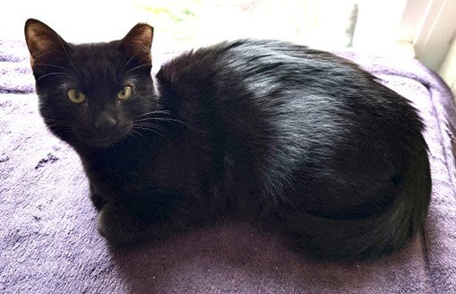 Mystic (bonded w/ Spark), photo 4
