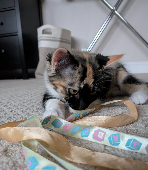 Photo 6 of Tootsie Roll (bonded w/ The Great Bandit)