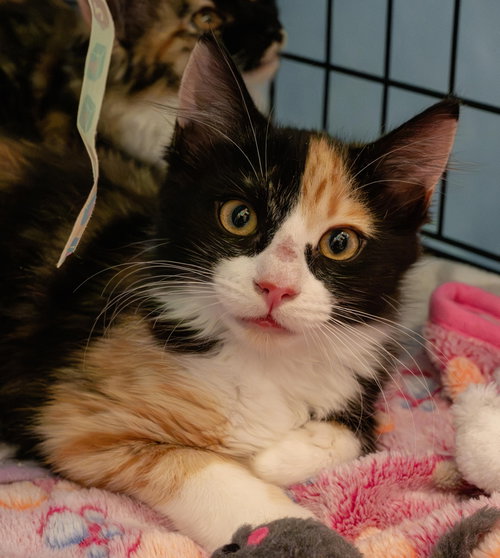 Photo 2 of The Great Bandit (bonded w/ Tootsie Roll)