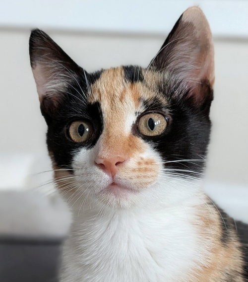 Dakotato, a cat for adoption from The Dancing Cat