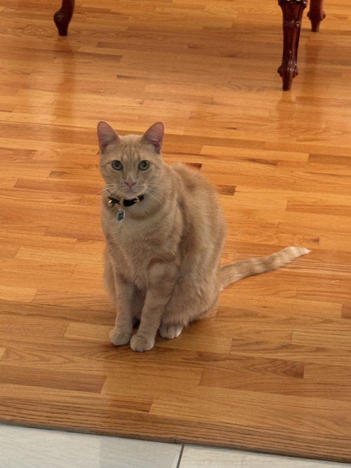 Ozzy (Courtesy Post), a cat for adoption from The Dancing Cat