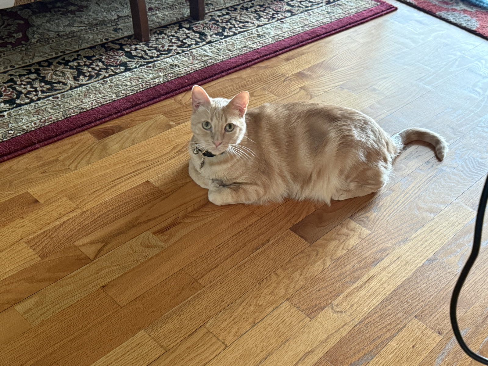 Ozzy (Courtesy Post), photo 2
