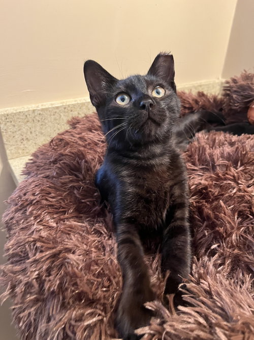 Spark (bonded w/ Mystic), a cat for adoption from The Dancing Cat