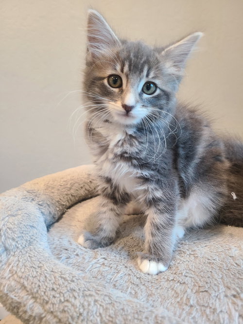 Snapple bonded w/Clawdia, a cat for adoption from The Dancing Cat