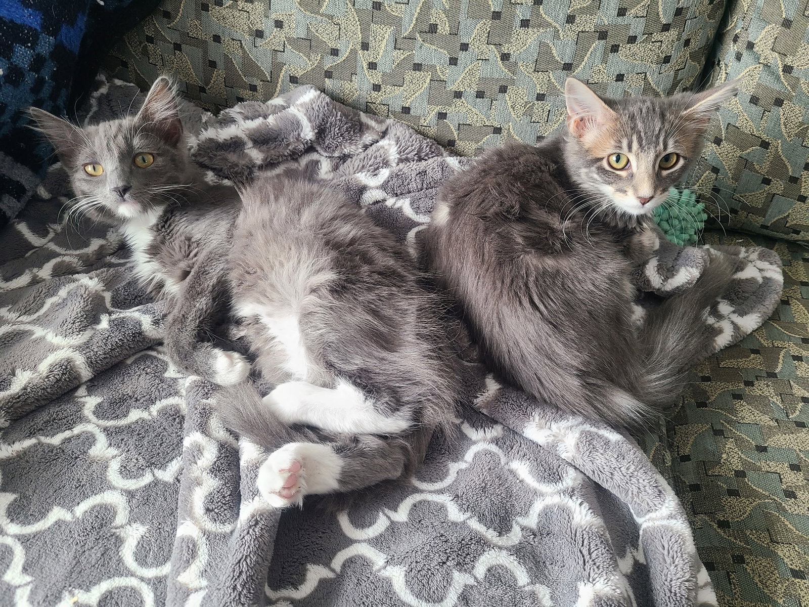 Snapple bonded w/Clawdia