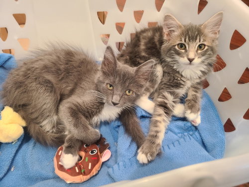 Clawdia bonded w/Snapple, a cat for adoption from The Dancing Cat