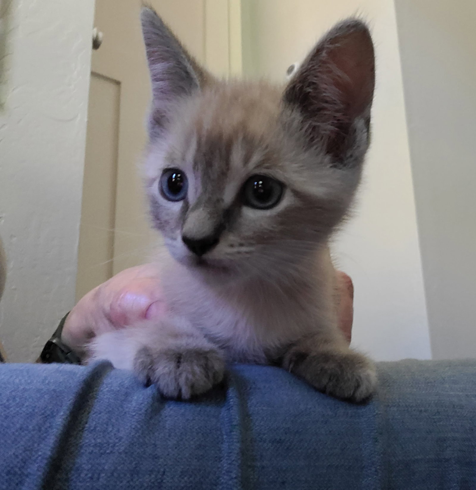 Miracle Whip bonded / Quinnie, photo 5