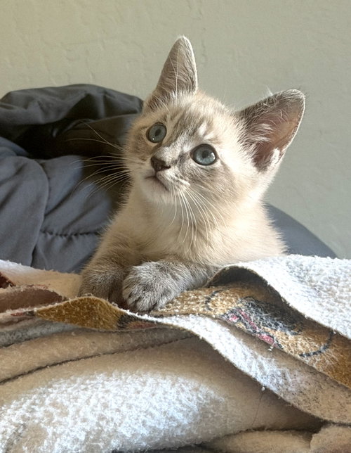 Miracle Whip bonded / Quinnie, a cat for adoption from The Dancing Cat