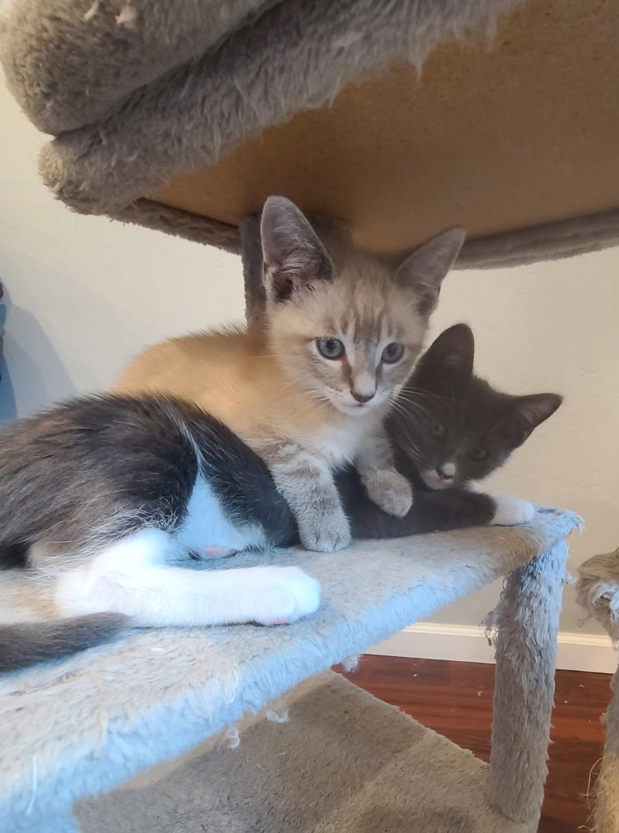 Miracle Whip bonded / Quinnie, photo 4
