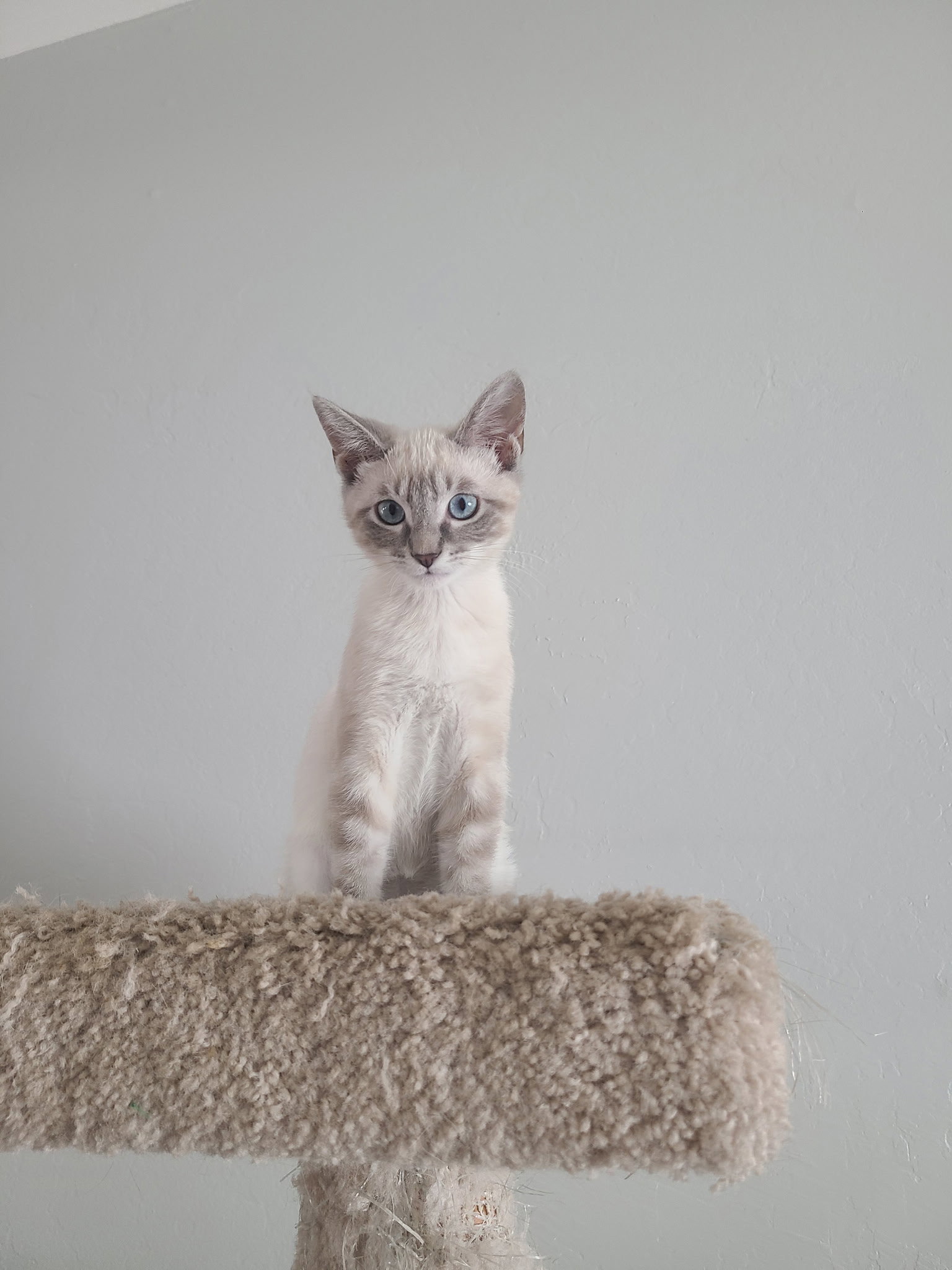 Miracle Whip bonded / Quinnie