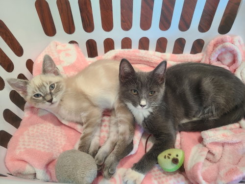 Quinnie bonded w/Miracle Whip, a cat for adoption from The Dancing Cat