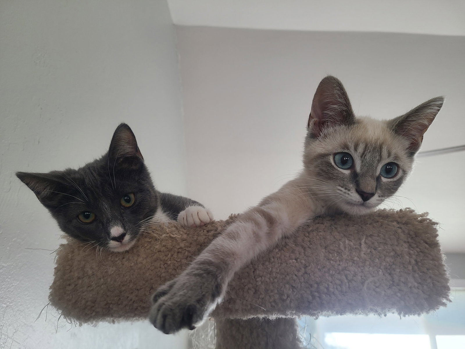 Quinnie bonded w/Miracle Whip, photo 3