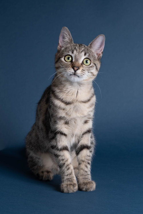 Miss Swanky, a cat for adoption from The Dancing Cat