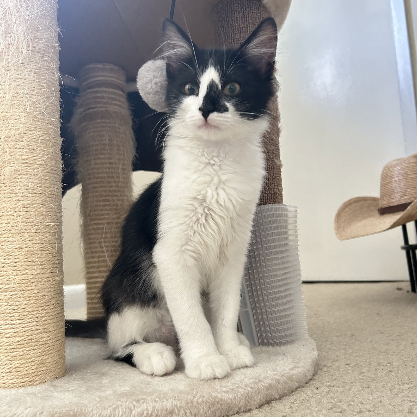 Blaze (Courtesy Post)