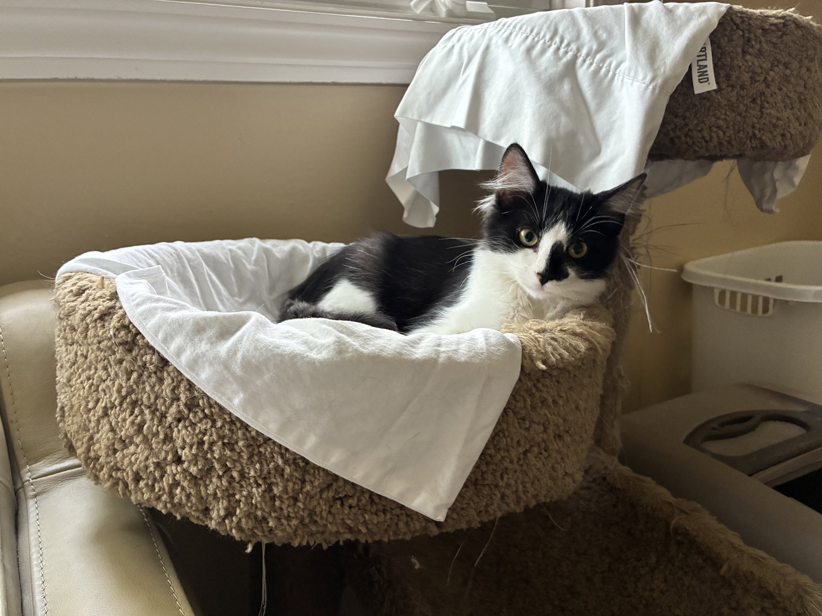 Blaze (Courtesy Post), photo 2