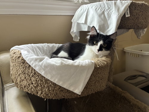 Photo 2 of Blaze (Courtesy Post)