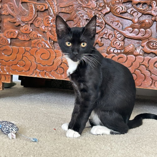 Luna (Courtesy Post), a cat for adoption from The Dancing Cat