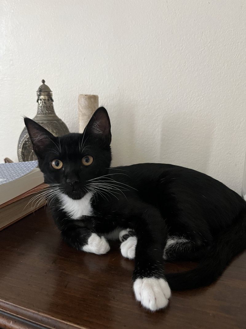 Luna, photo 2