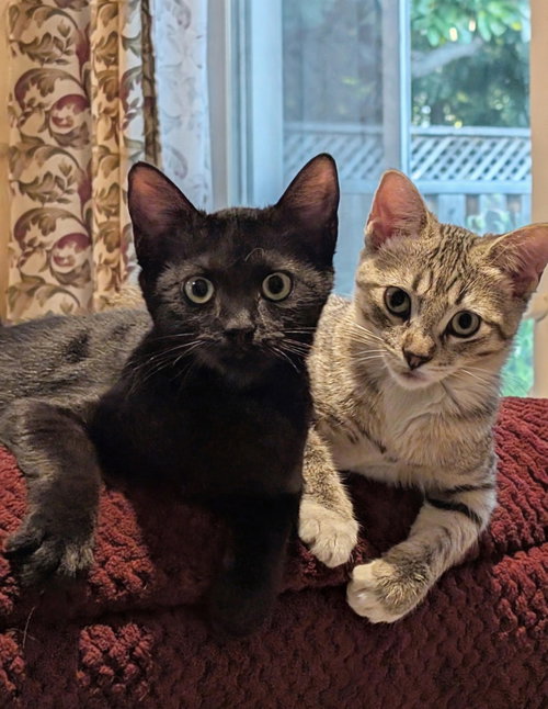 Photo 2 of Lily Pad (bonded w/ Daisy Skye)