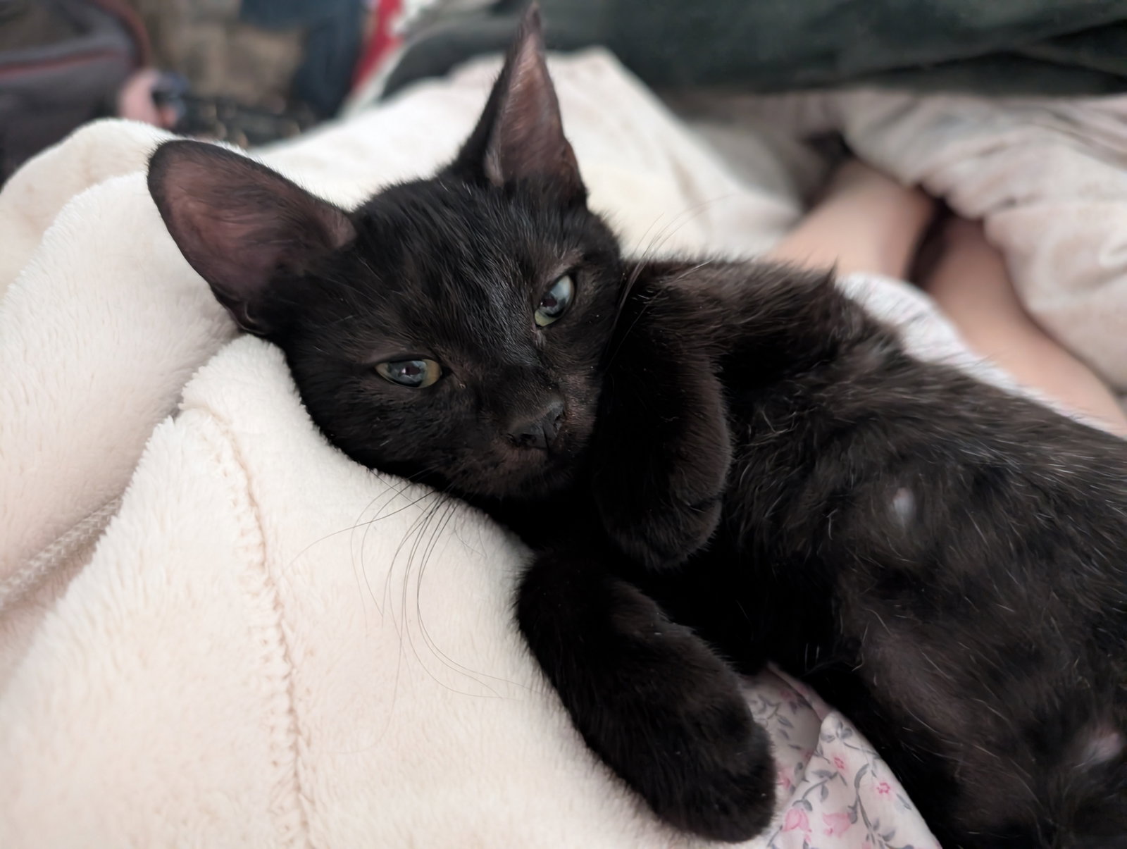 Lily Pad (bonded w/ Daisy Skye)