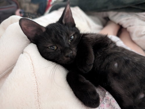 Lily Pad (bonded w/ Daisy Skye), a cat for adoption from The Dancing Cat