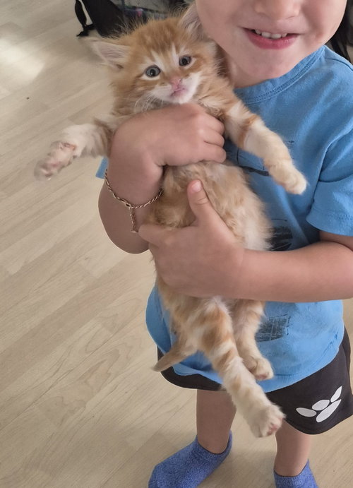 Lion (bonded w/ Tiger), a cat for adoption from The Dancing Cat