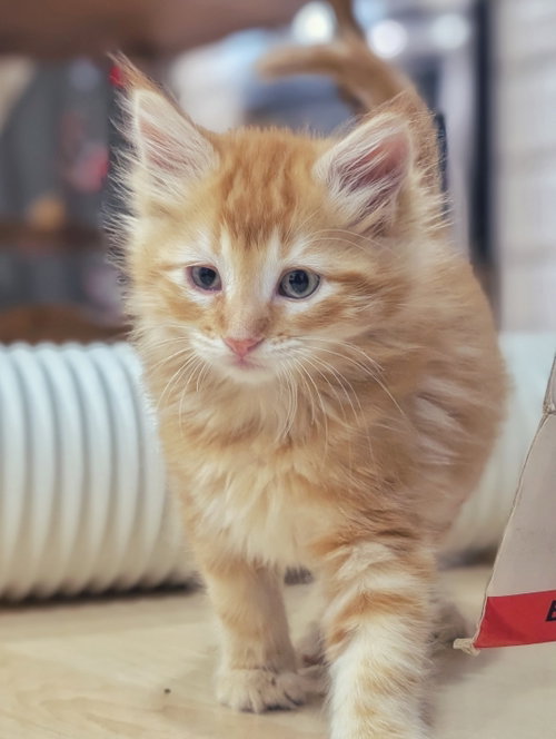 Lion, a cat for adoption from The Dancing Cat