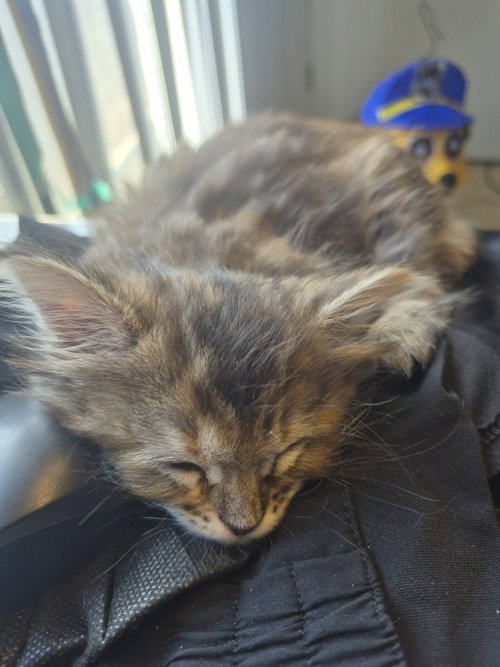 Tiger (bonded w/ Lion), a cat for adoption from The Dancing Cat