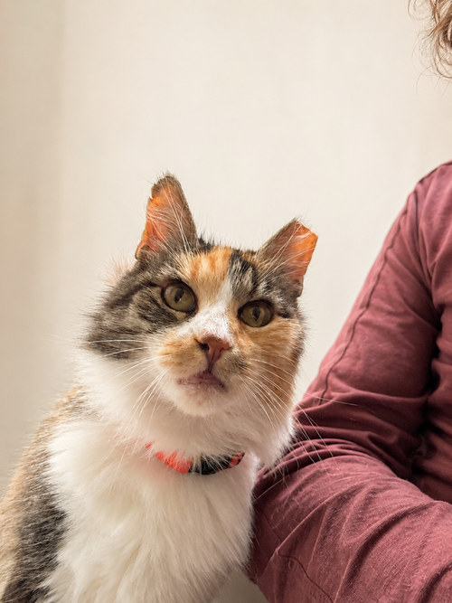 Glinda (Courtesy Post), a cat for adoption from The Dancing Cat