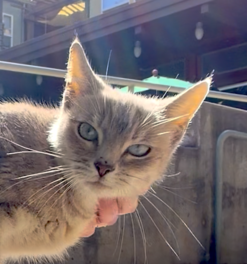 Bamboo, an adult female cat up for adoption