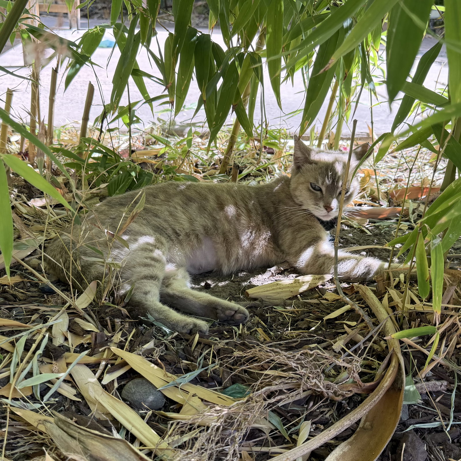 Bamboo (Courtesy Post), photo 2