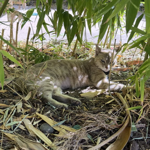 Photo 2 of Bamboo (Courtesy Post)