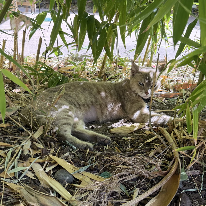 Bamboo, photo 2