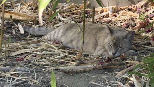 Photo 4 of Bamboo (Courtesy Post)