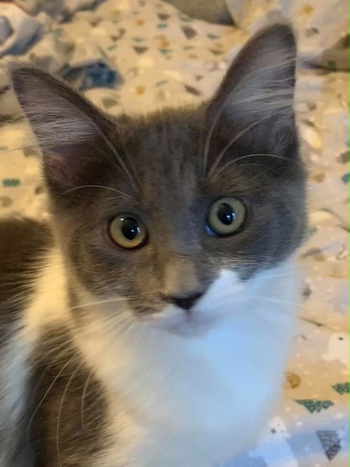 Bellarina (bonded w/ Henrika), a cat for adoption from The Dancing Cat