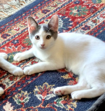 Photo 4 of Henrika (bonded w/ Bellarina)