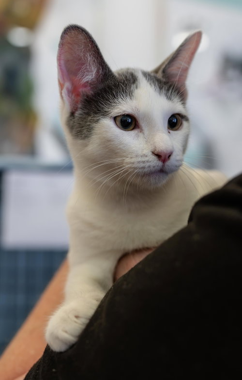 Henrika (bonded w/ Bellarina), a cat for adoption from The Dancing Cat