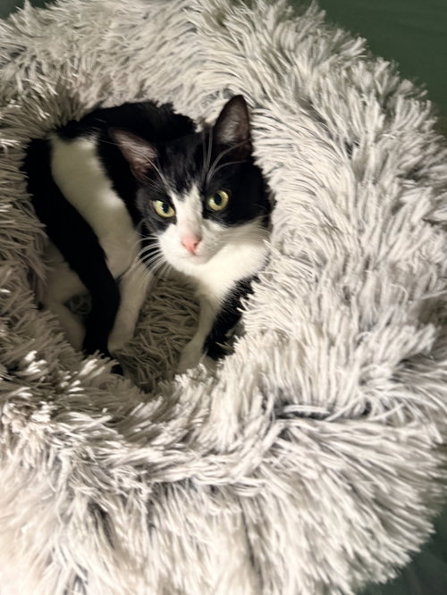Nigella, Domestic Short Hair / Mixed (short coat)