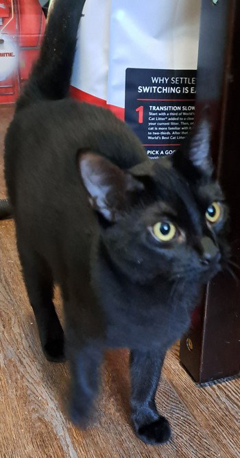 Nalia Jupiter (bonded w/ Chandler Moon), photo 2
