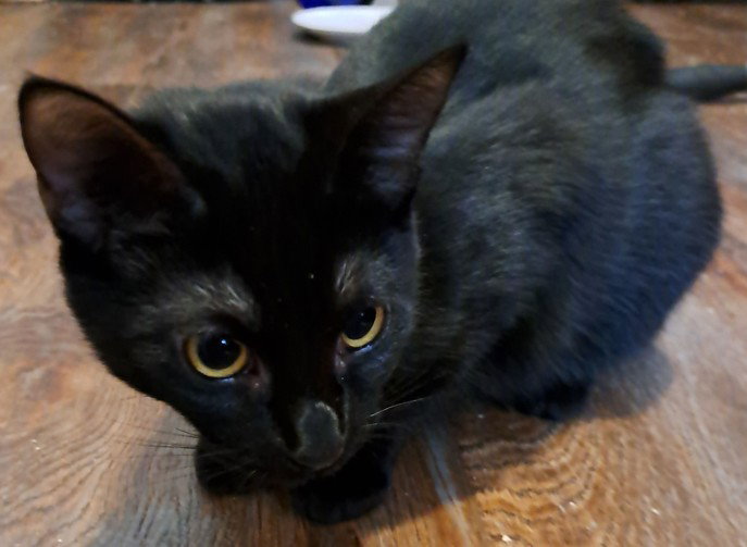 Nalia Jupiter (bonded w/ Chandler Moon), photo 3