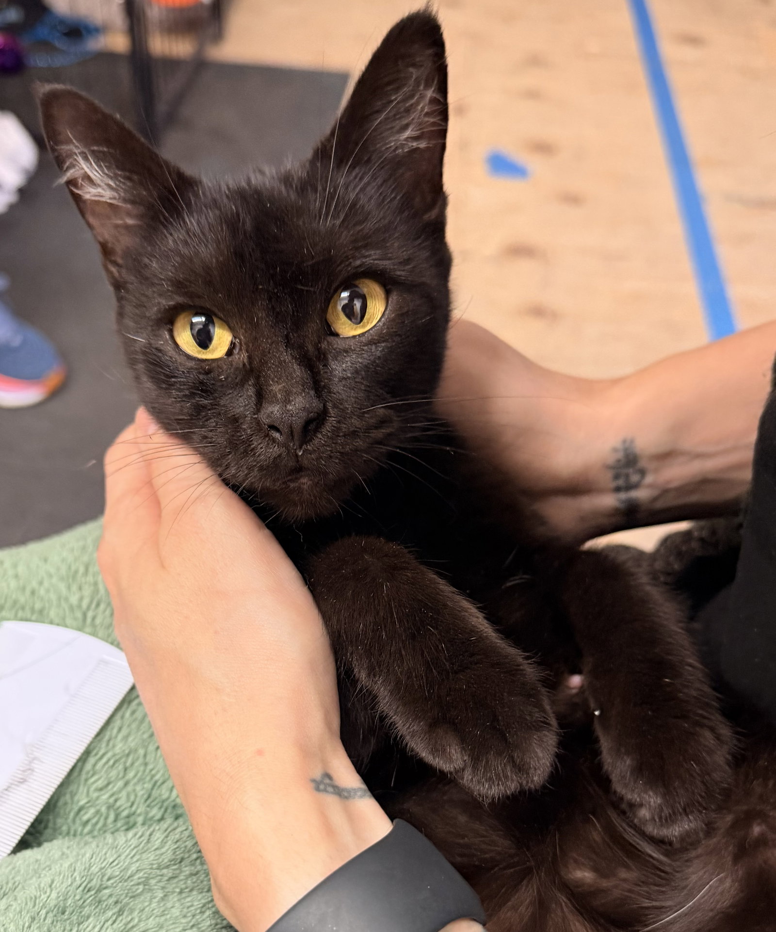 Ravyn, Domestic Short Hair