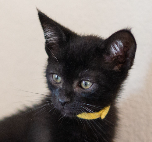 Onex, a cat for adoption from The Dancing Cat