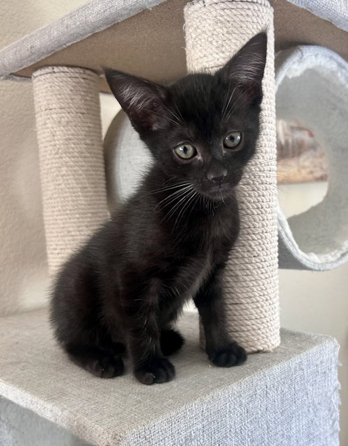 Ebony, a cat for adoption from The Dancing Cat