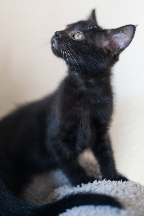 Photo 2 of Ebony