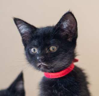 Sable, a cat for adoption from The Dancing Cat